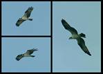 (11) osprey montage.jpg    (1000x720)    202 KB                              click to see enlarged picture
